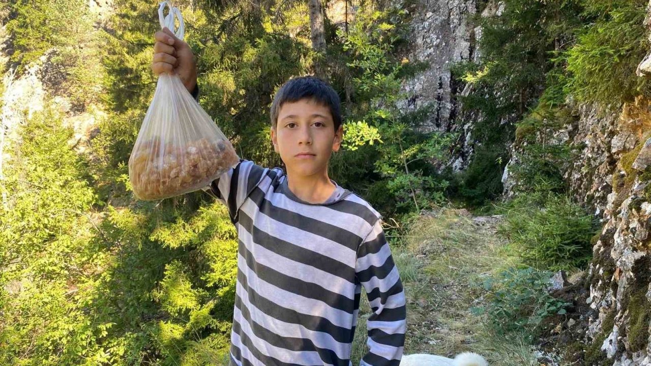 Hafta Sonu Macerası: 5. Sınıf Öğrencisi Çam Sakızı Toplayarak Ailesine Destek Oluyor