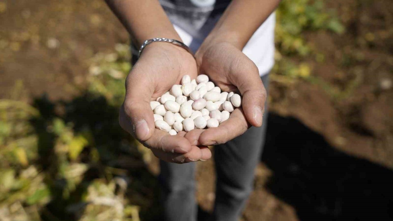 Gümüşhane’de Coğrafi İşaretli Kelkit Fasulyesi Hasadı Başladı