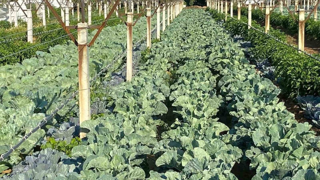 Boş Bağ Alanlarını Kışlık Sebzeyle Değerlendiriyor