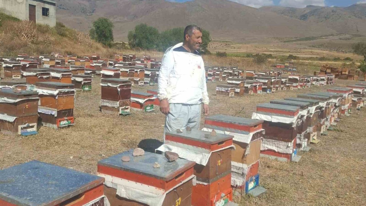 Erzurum&#039;da Ayı Saldırıları Arıcıları Zor Durumda Bırakıyor