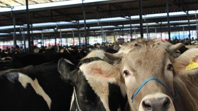 Iğdır’da Hayvan Pazarı Yeniden Hizmete Açıldı