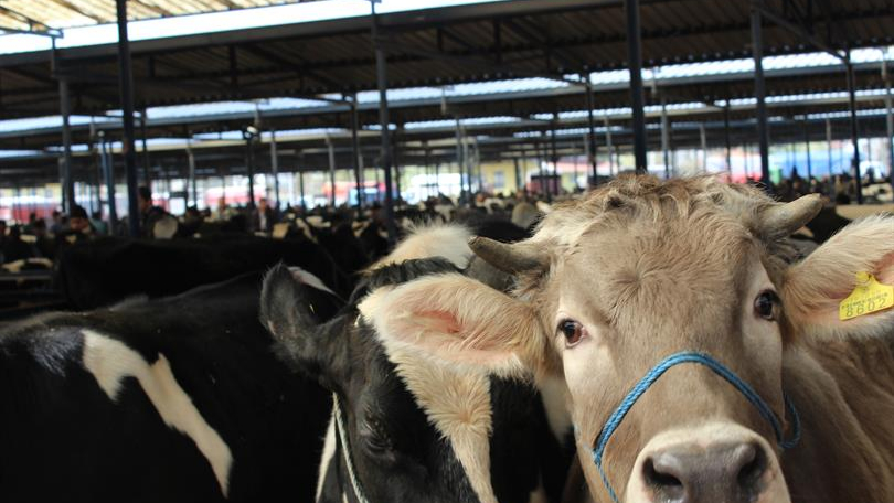 Iğdır’da Hayvan Pazarı Yeniden Hizmete Açıldı
