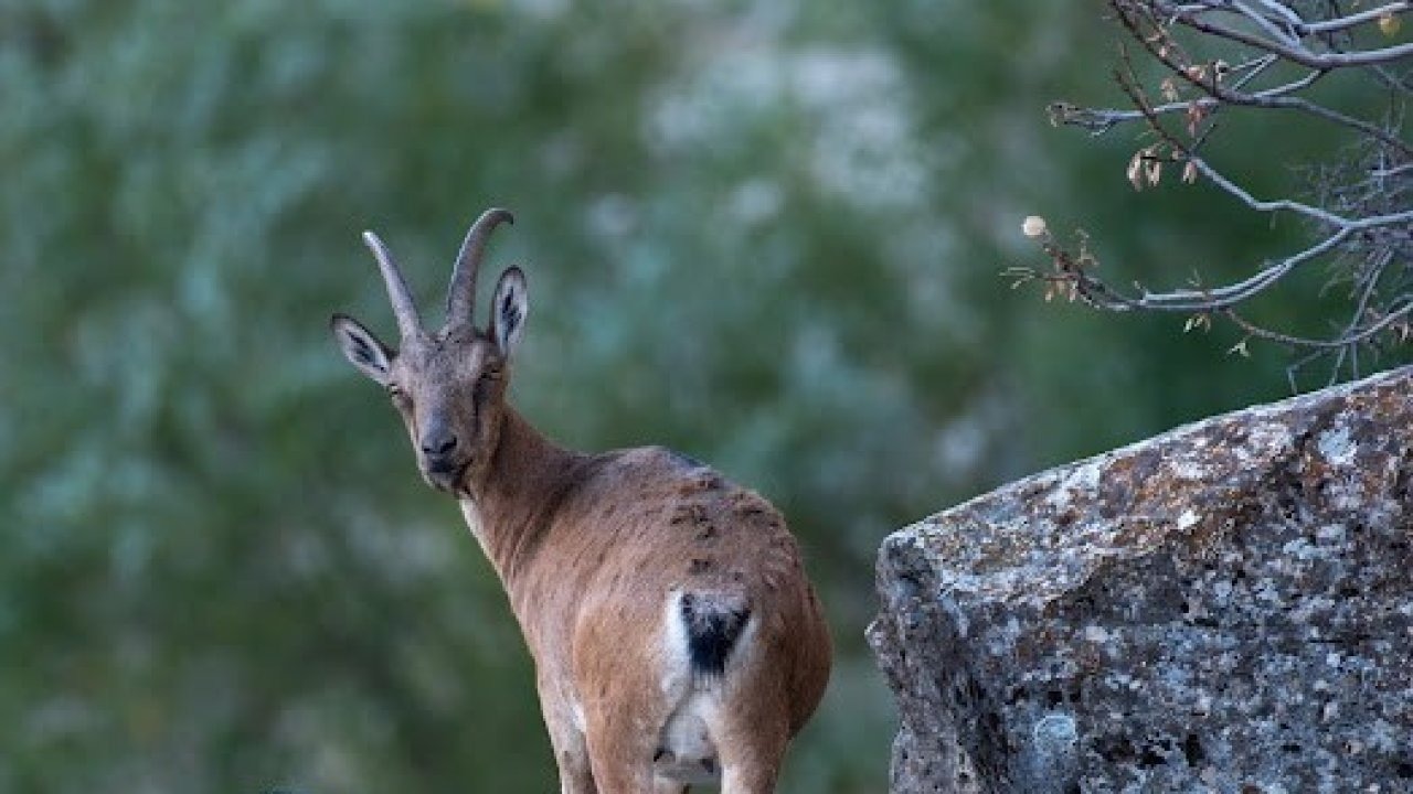 Erzincan’da Yaban Keçileri Drone ile Görüntülendi