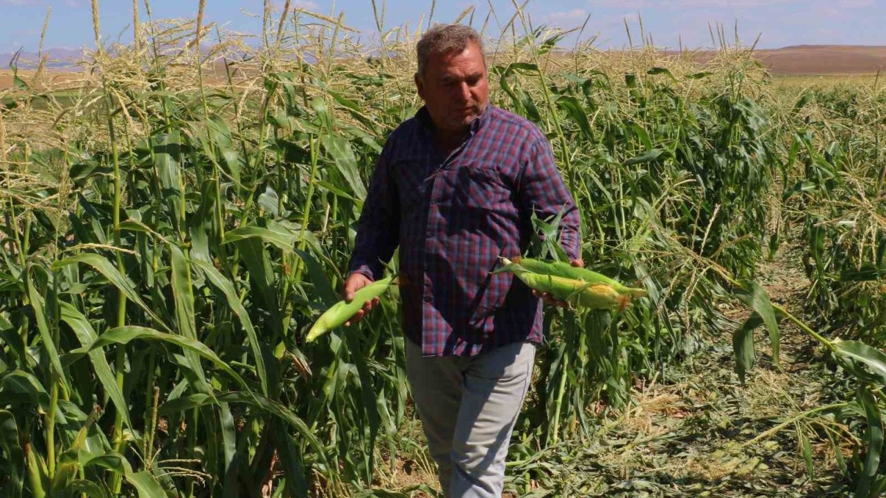 Evren’de Mısır Hasadı Başladı, Kuraklık Endişesi Yaşanıyor