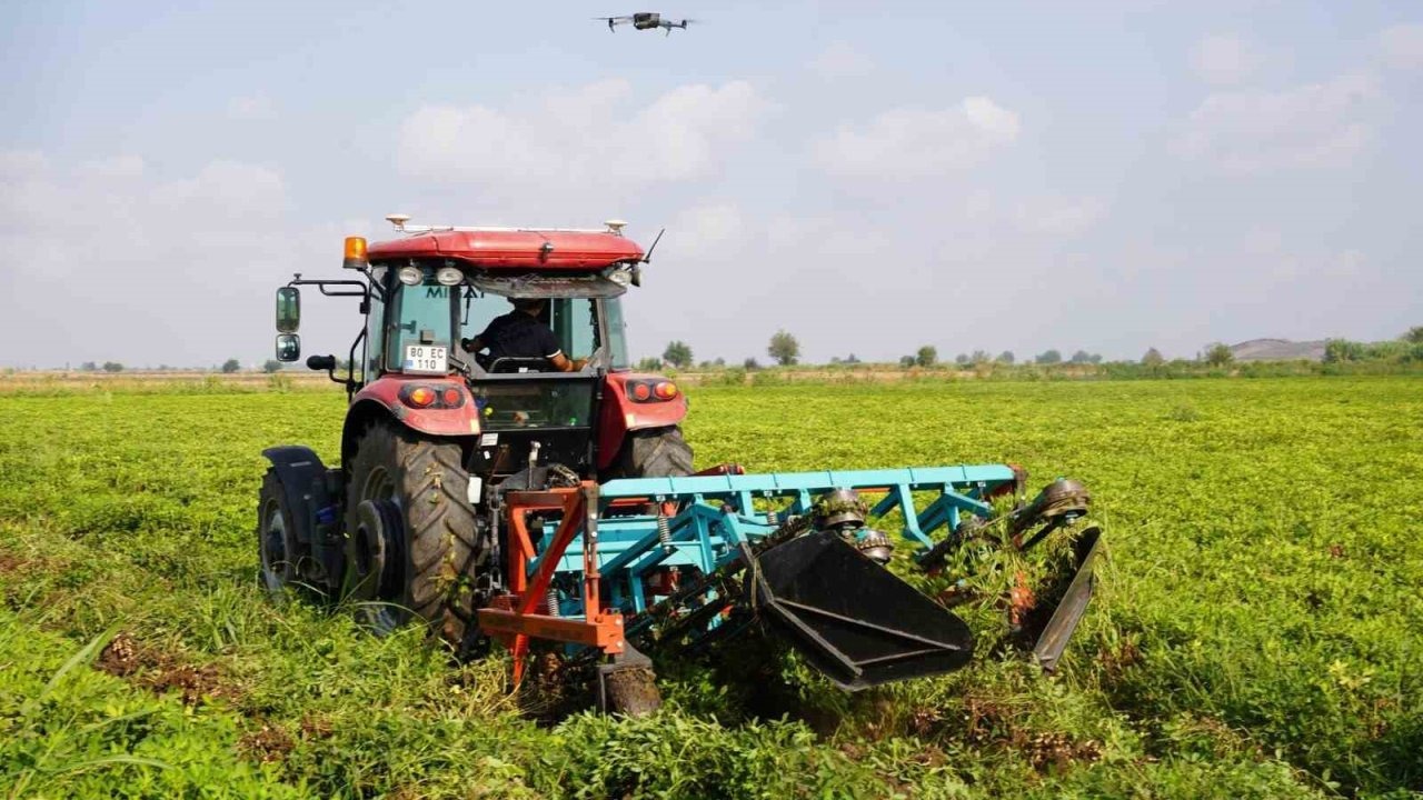 Coğrafi İşaretli Yer Fıstığı Hasadı Başladı