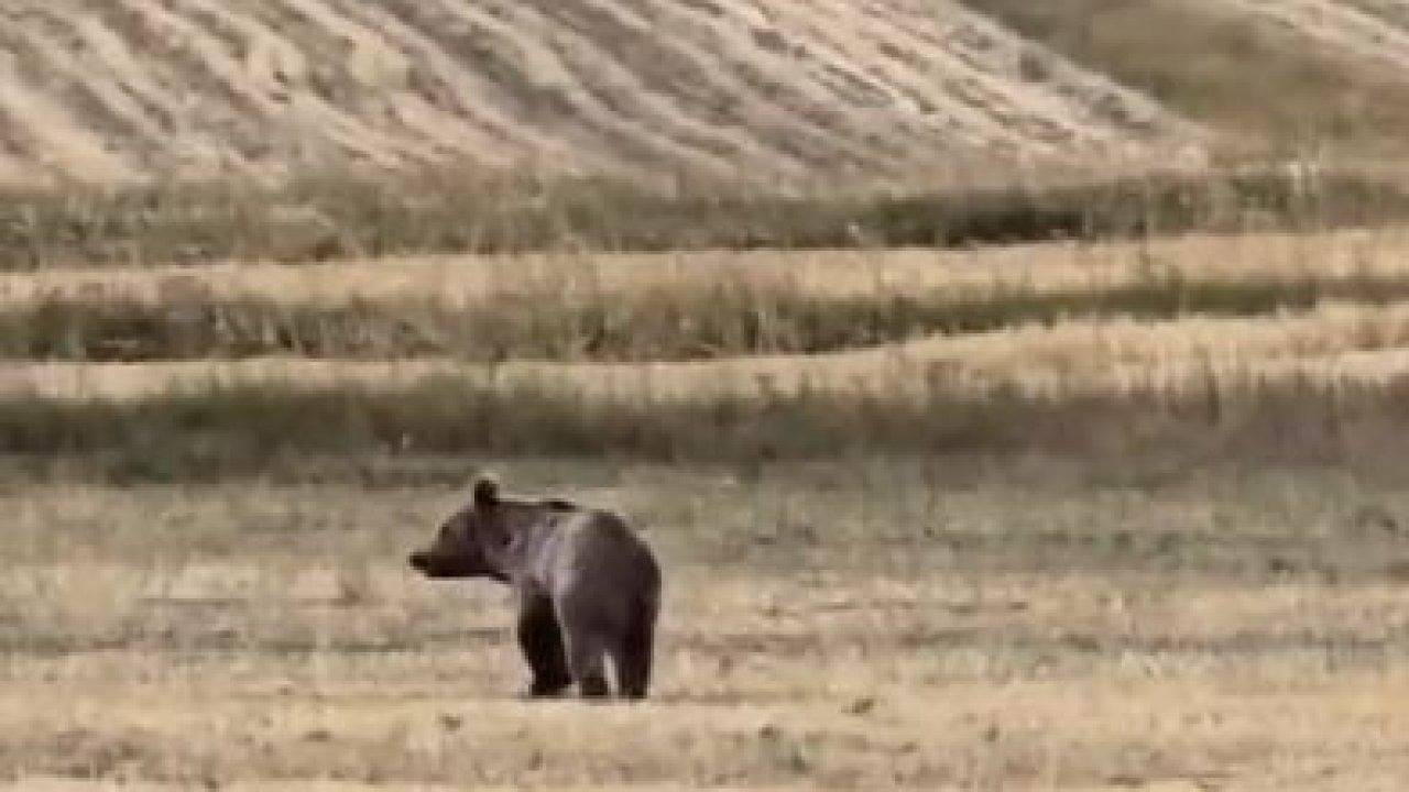 Ardahan&#039;da Boz Ayı Görüntülendi