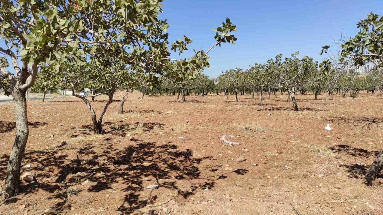 Şanlıurfa’da Kayıp Kadın Fıstık Bahçesinde Ölü Bulundu