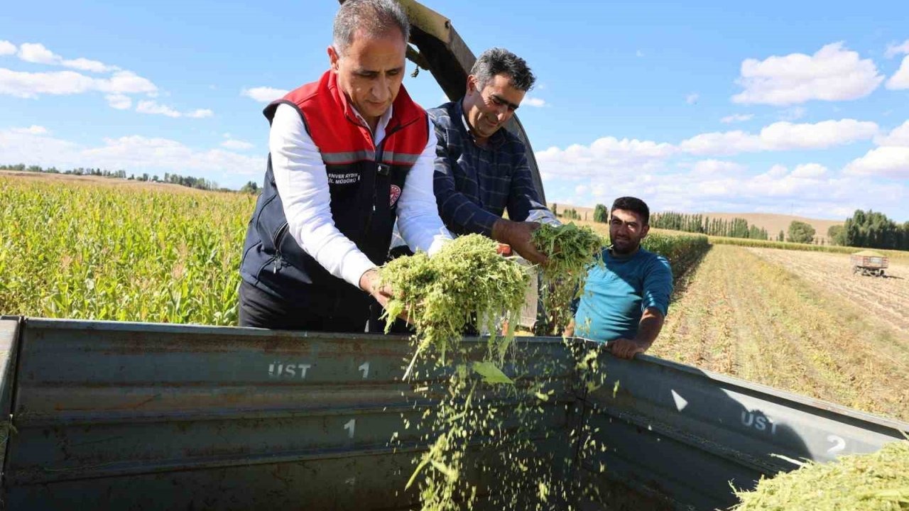 Kars&#039;ta Silajlık Mısır Hasadında Rekor Verim: Yüzde 75 Artış Sağlandı