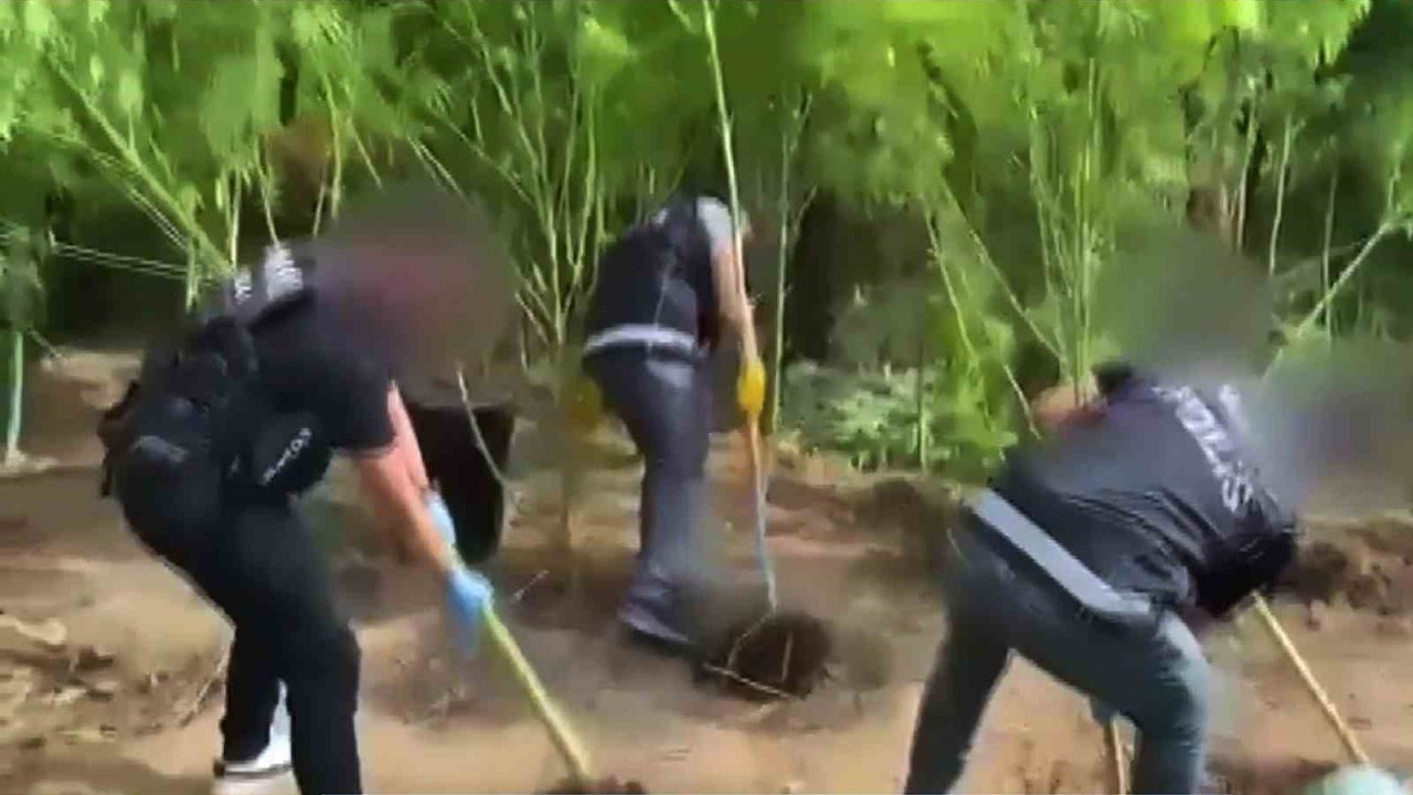 Evlerinin bahçesini uyuşturucu bahçesine çevirmişler