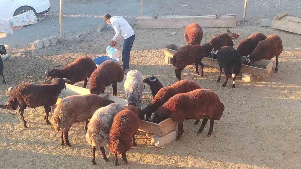 Patnoslu Besiciler Kış Öncesi Hayvan Bakımına Önem Veriyor