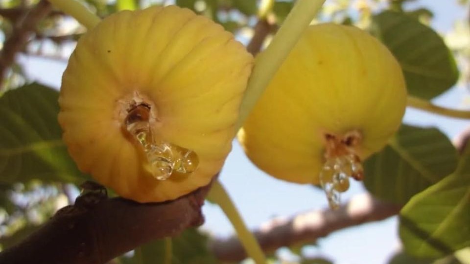 &quot;Kuru incir ihracatında, üretici üzerine kirli oyun iddiası&quot;