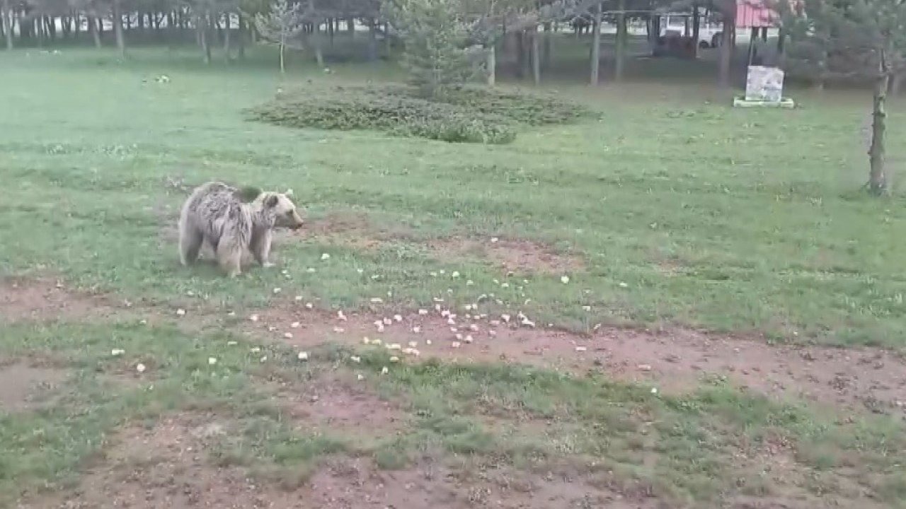 Erzincan'da Ayı Besleyen Aile: 'Millet Kedi Köpek Besler, Biz Ayı Besliyoruz'