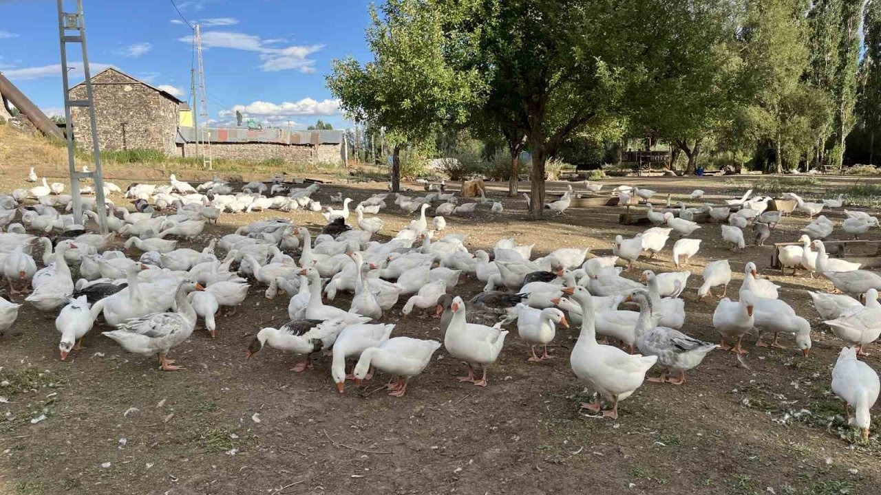 Kars&#039;ta Kaz Eti Hazırlıkları Başladı: Fiyatlar Yükselişte