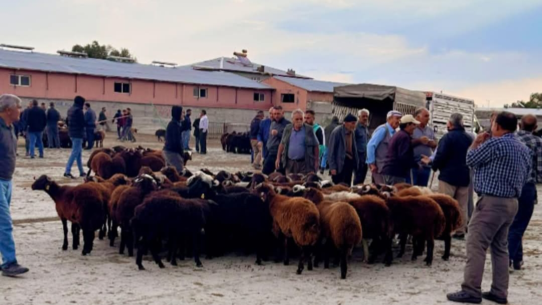 Iğdır Hayvan Pazarı’nda Yeniden Hareketlilik