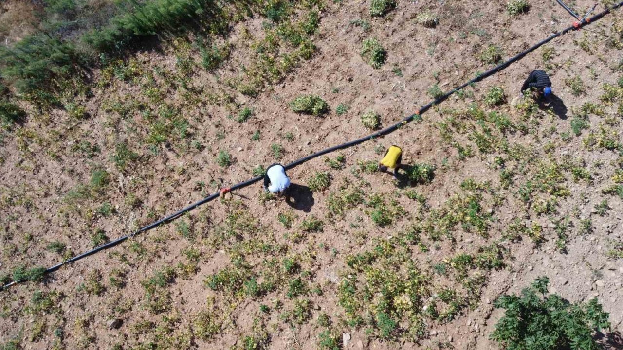 Feke&#039;de Kar Suyuyla Yetişen Beyaz Fasulyenin Hasadı Başladı