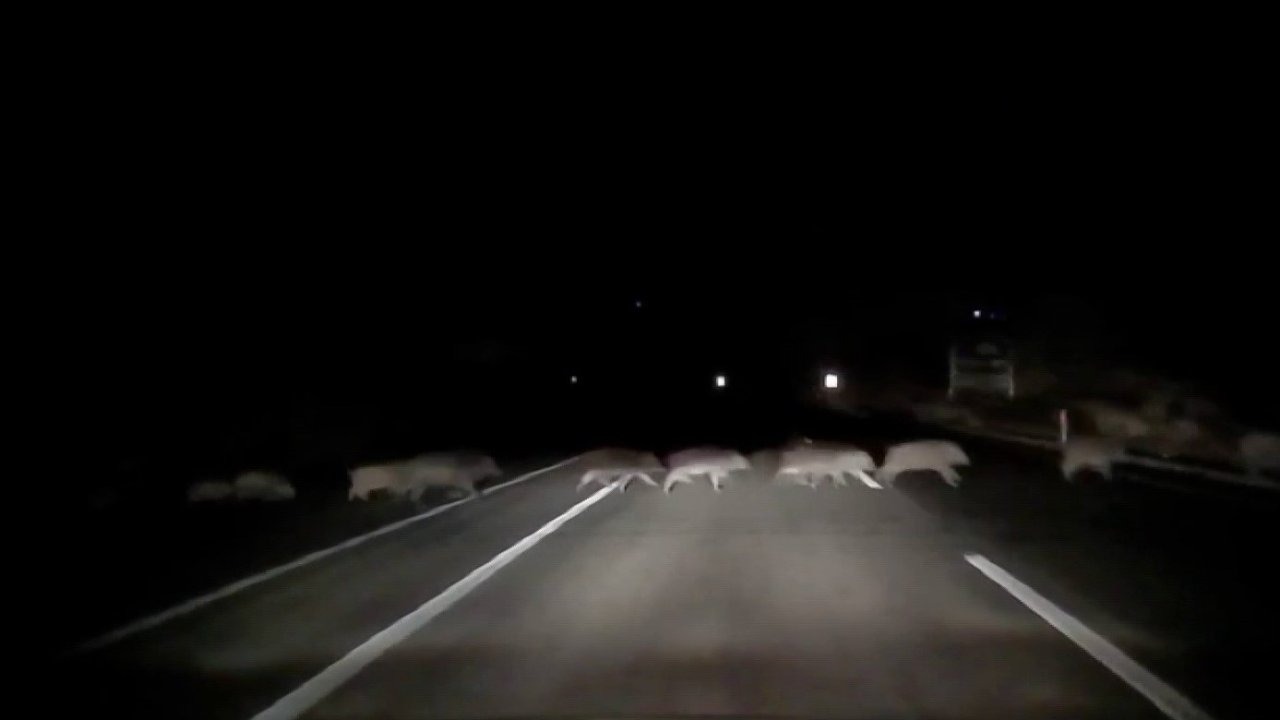 Adıyaman&#039;da Karayoluna Çıkan Domuz Sürüsü Kazaya Sebep Oluyordu