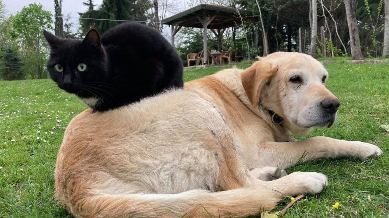 Düzce’den 4 Ayda 780 Ton Kedi ve Köpek Maması İhracatı