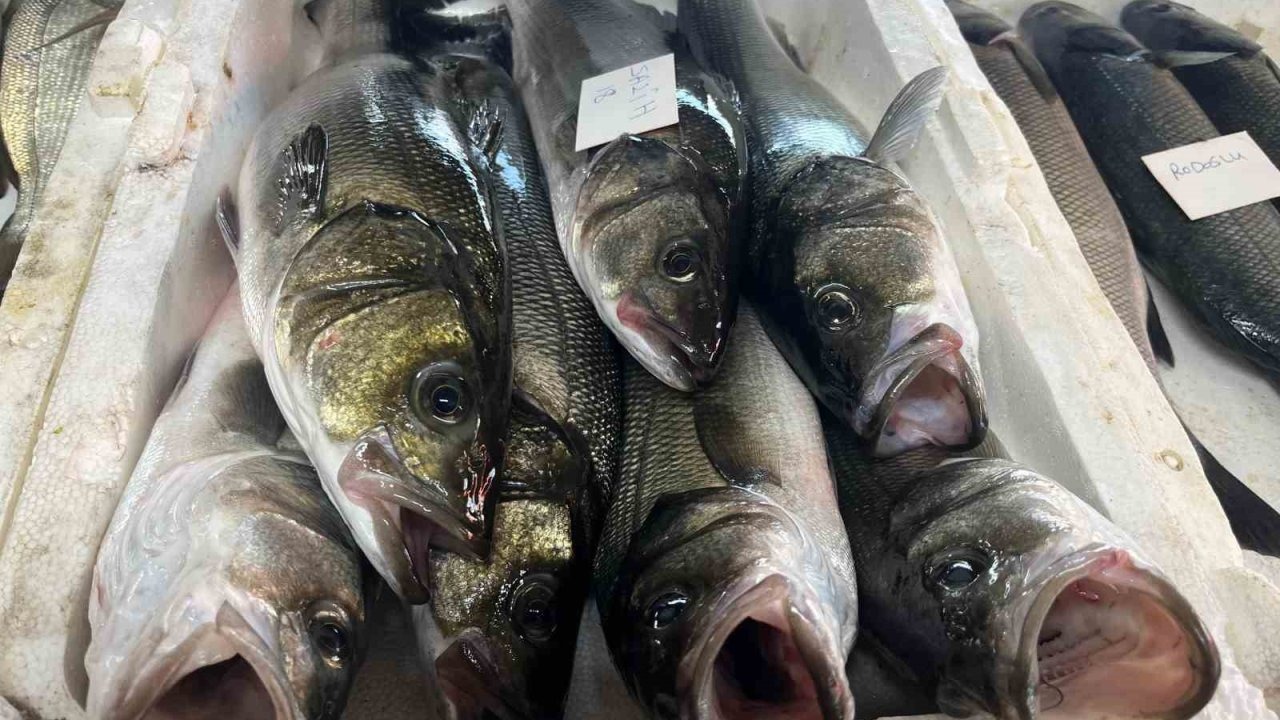 İzmir'de Sabah Mezatı: Amatör Balıkçıların Taze Ürünleri Balık Severlerle Buluşuyor