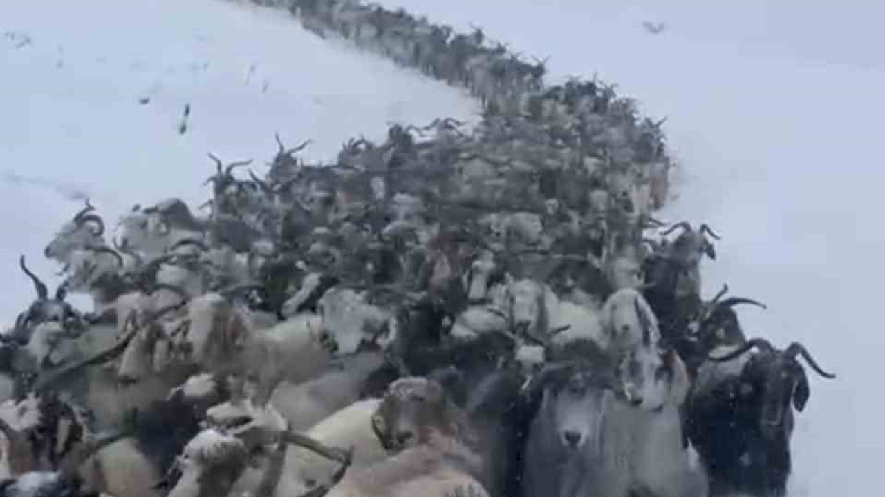 Rize’de Karda Mahsur Kalan 500 Küçükbaş Hayvan Kurtarıldı