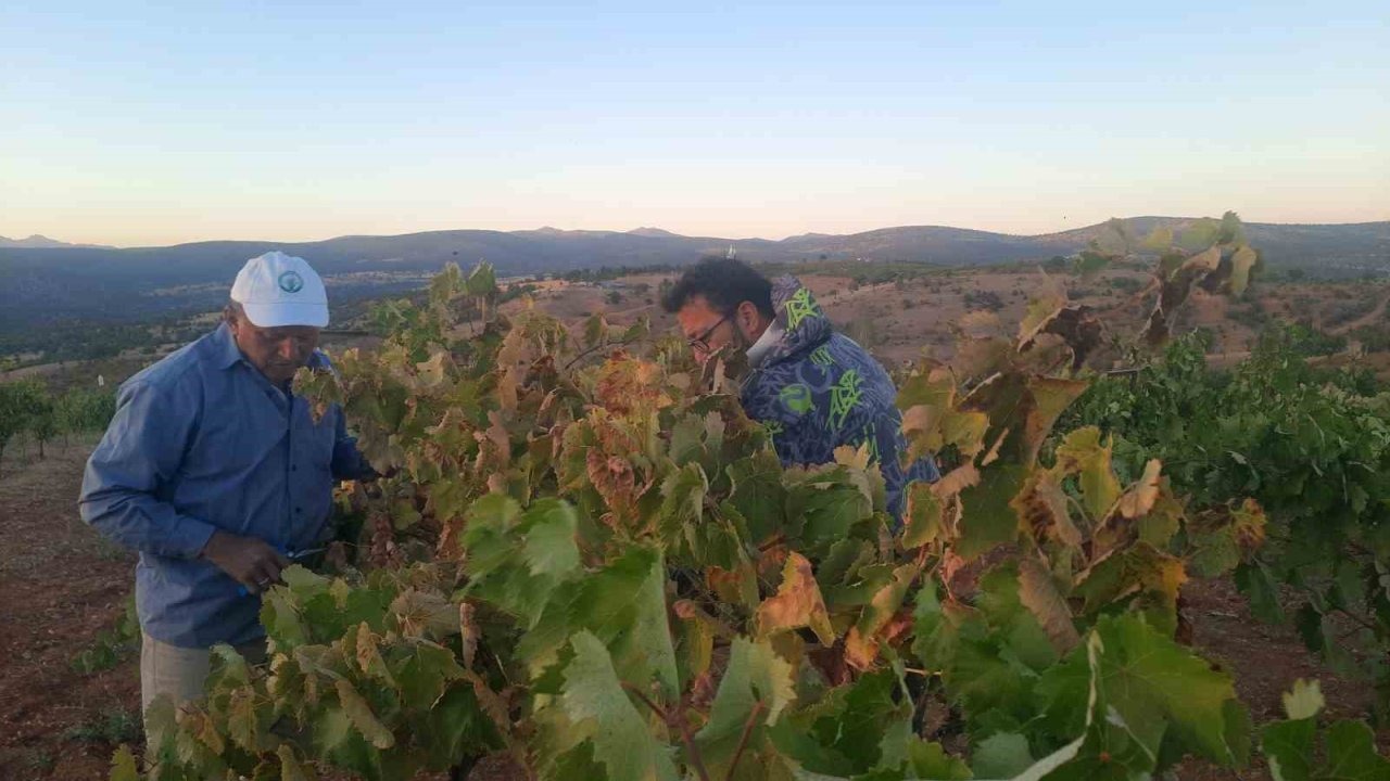 Bozkır&#039;da Çiftçinin Kuşlarla Mücadelesi: Yaratıcı &quot;Kuş Savar&quot; Yöntemi
