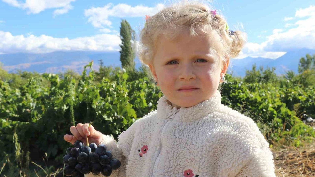 Erzincan&#039;da Tescilli &quot;Cimin Üzümü&quot; Hasadı Devam Ediyor
