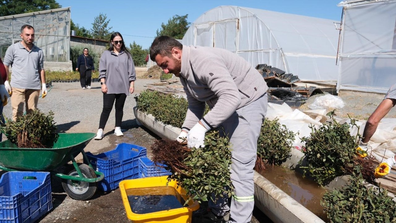 Erzincan Belediyesi, Kendi Gül Serasını Kuruyor
