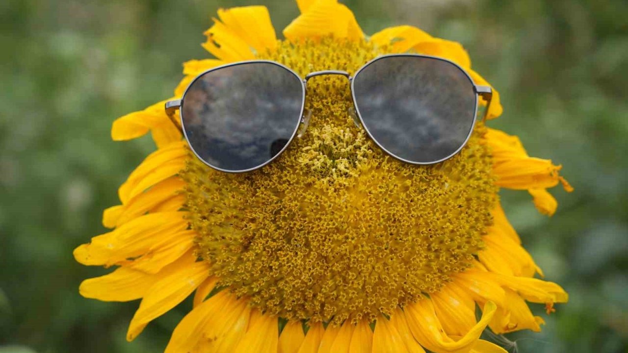 Erzincan'da Ayçiçeği Tarlaları Göz Kamaştırıyor