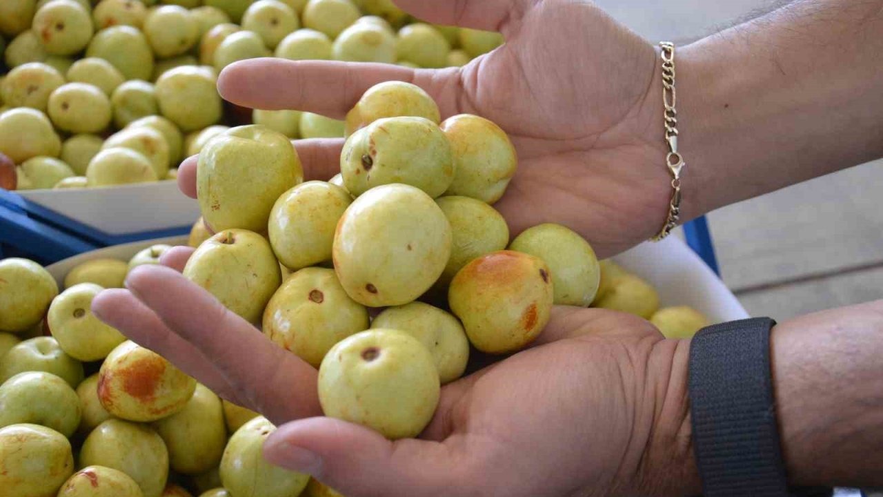 Manisa Demirci'de "Ölümsüzlük Meyvesi" Hünnap Hasadı Başladı