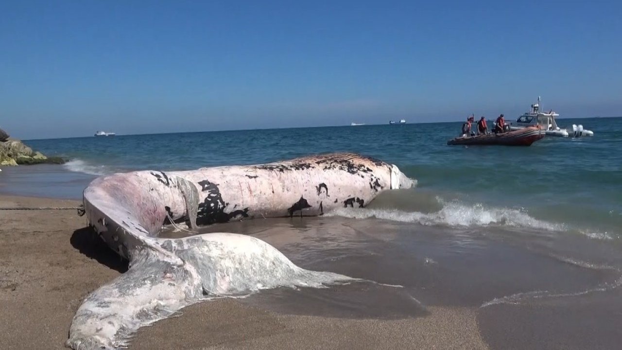 Mersin'de Fin Balinası İskeleti Bilimsel Kazıyla Çıkarılacak