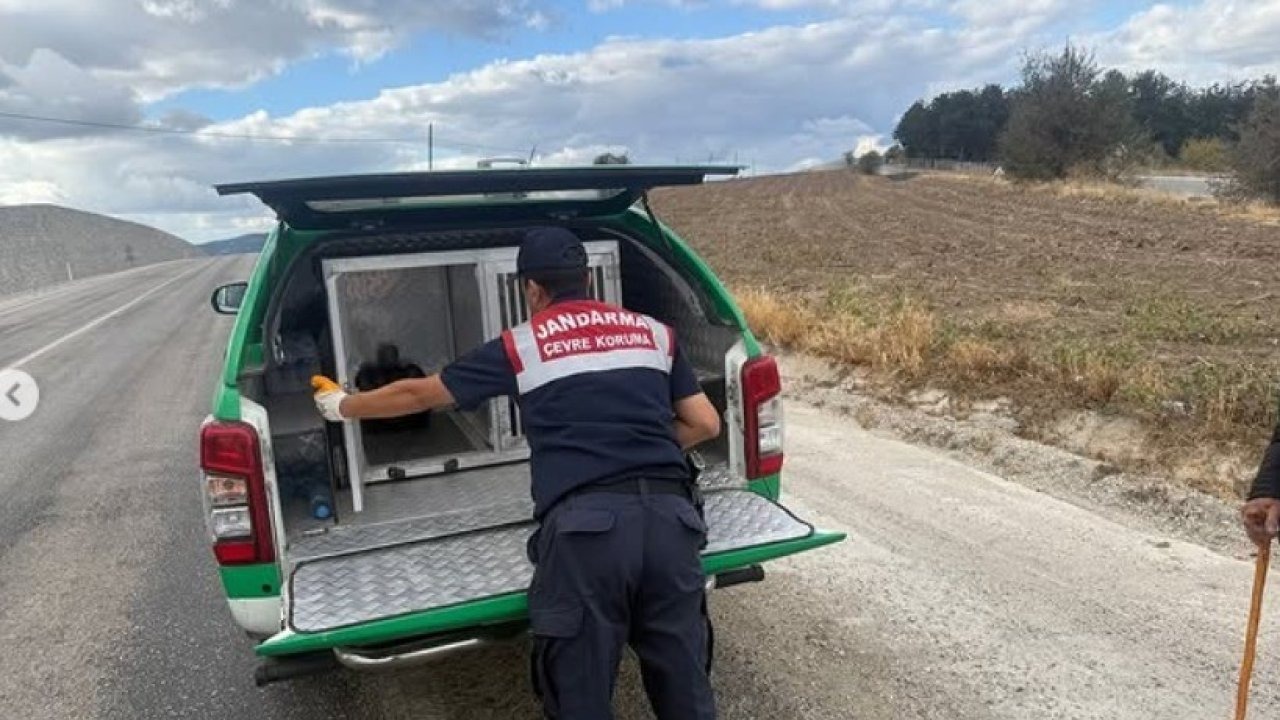 Bilecik'te Yaralı Atmaca Jandarma Ekiplerince Kurtarıldı