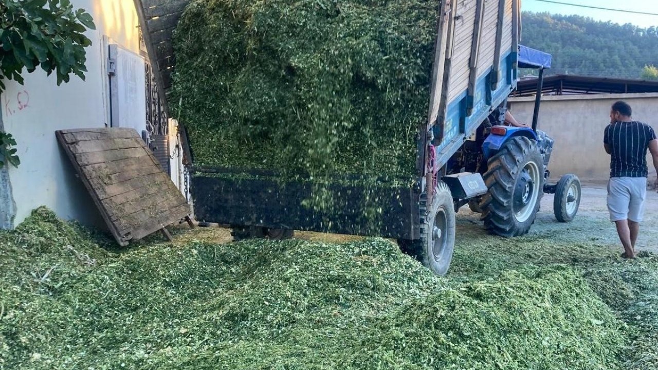 Sarıgöl'de Besiciler Mısır Slajı (Turşu Yem) Hazırlığına Başladı