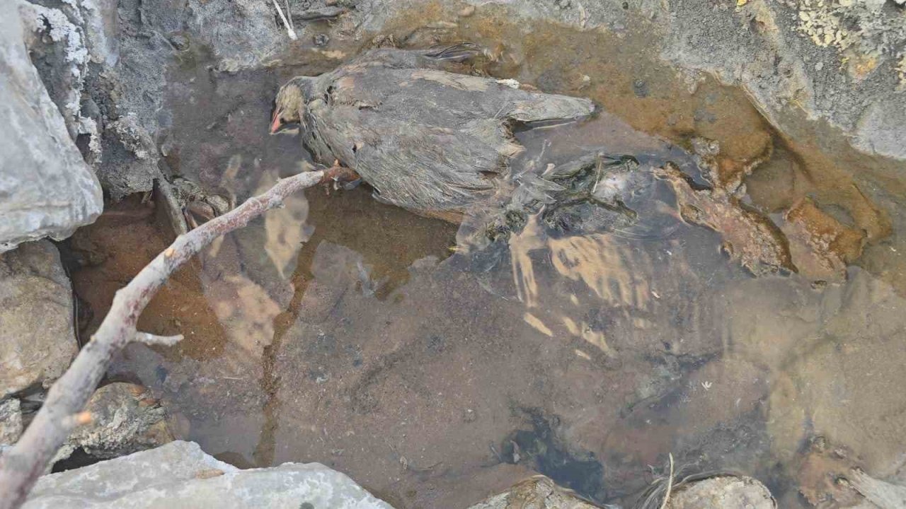 Hakkari'de Gizemli Vadi: Yer Altından Çıkan Koku ve Hayvan Ölümleri Endişe Yaratıyor