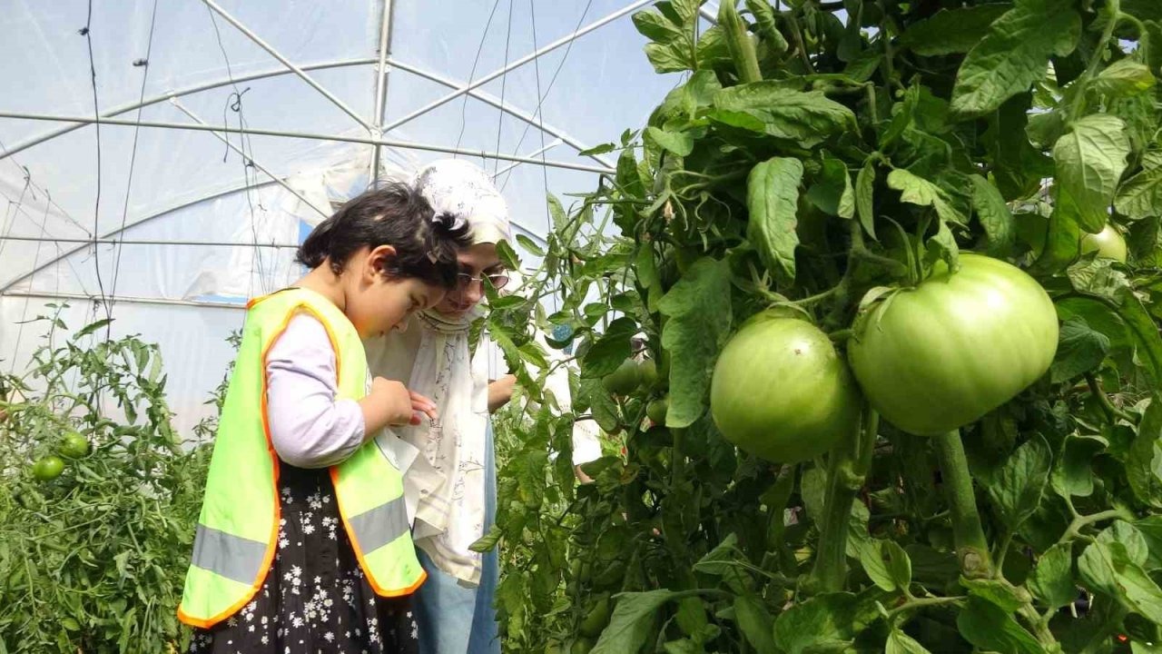 Özel öğrenciler serada organik sebze hasadı yaptı