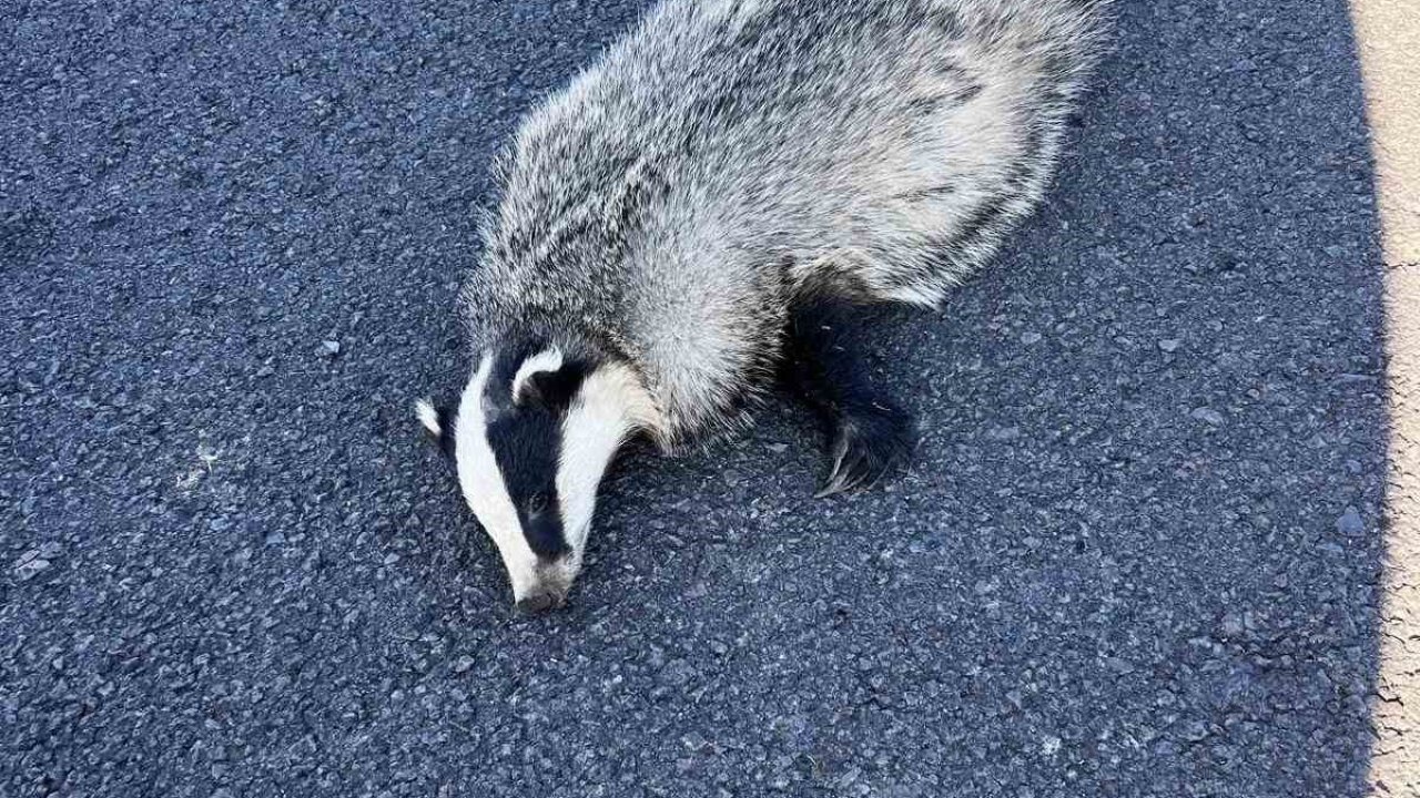 Akyaka&#039;da Nesli Tehlikede Olan Porsuk Trafik Kazasında Can Verdi