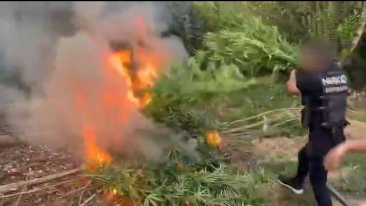 Diyarbakır Polisi'nden Uyuşturucu Operasyonu: 1 Milyar TL Değerinde 12 Bin Kök Kenevir Ele Geçirildi