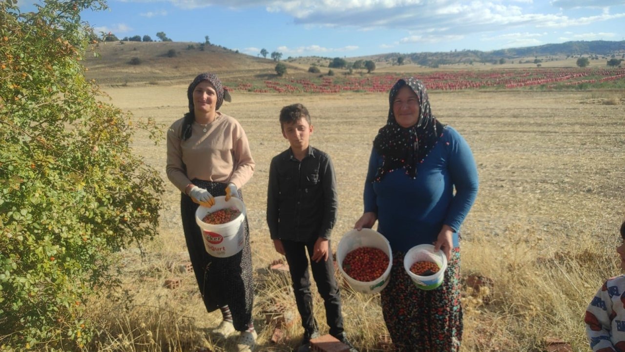 Yozgat&#039;ta Kuşburnu Toplama Mesaisi Başladı: Dikenler Arasında Şifa Depoluyorlar