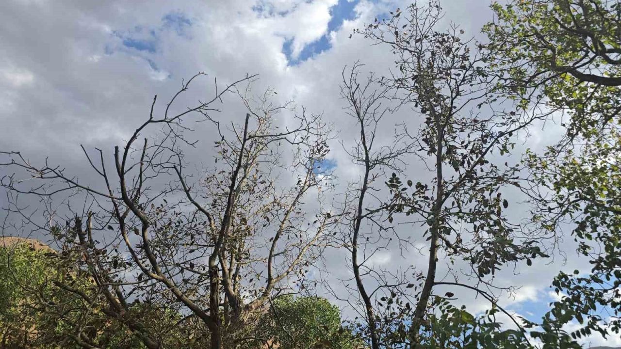 Hakkari Cevizli Köyünde Sulama Kanalı Sorunu: Ağaçlar Kurudu, Pirinç Tarlaları Susuz Kaldı