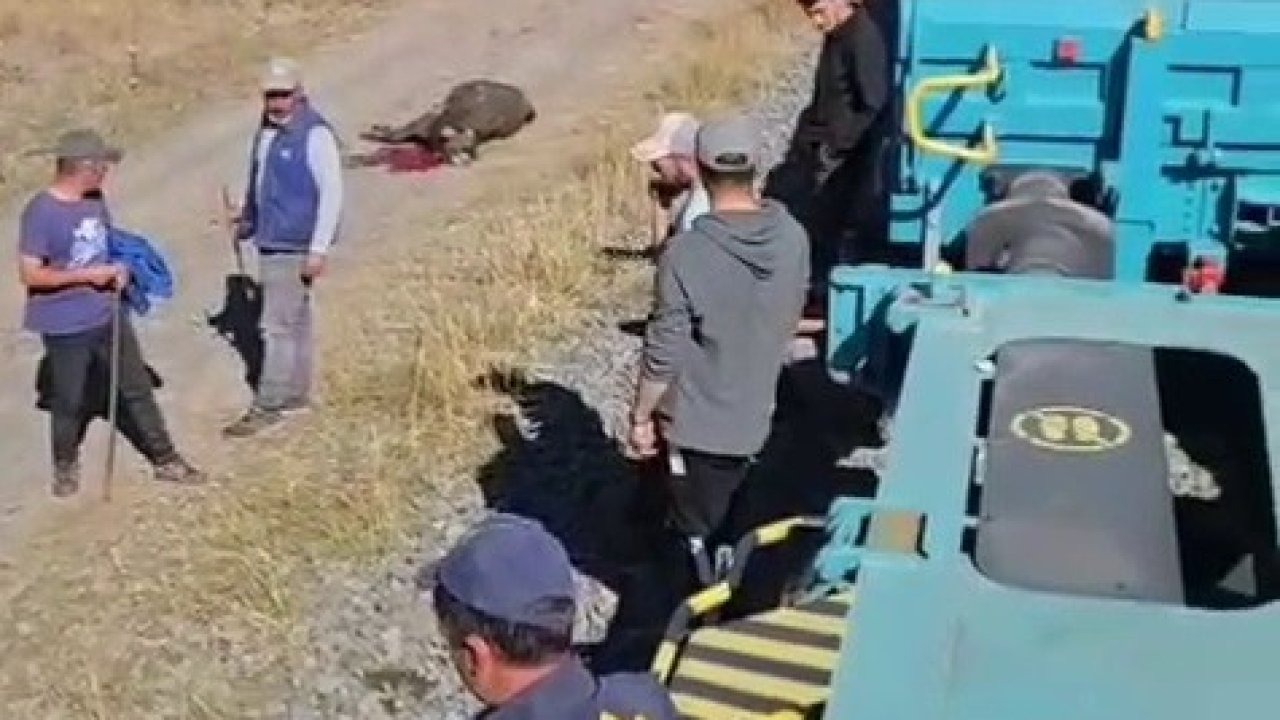 Kars’ta Yük Treni Sürüye Çarptı: 5 Büyükbaş Hayvan Telef Oldu