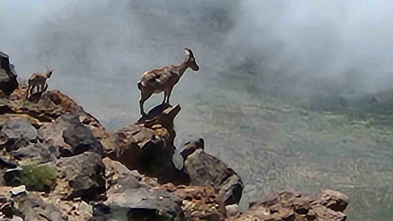 Ağrı Dağı&#039;nda Nadir Görüntü: Dağcılar 4 Bin Rakımda Dağ Keçisi Sürüsü Görüntüledi