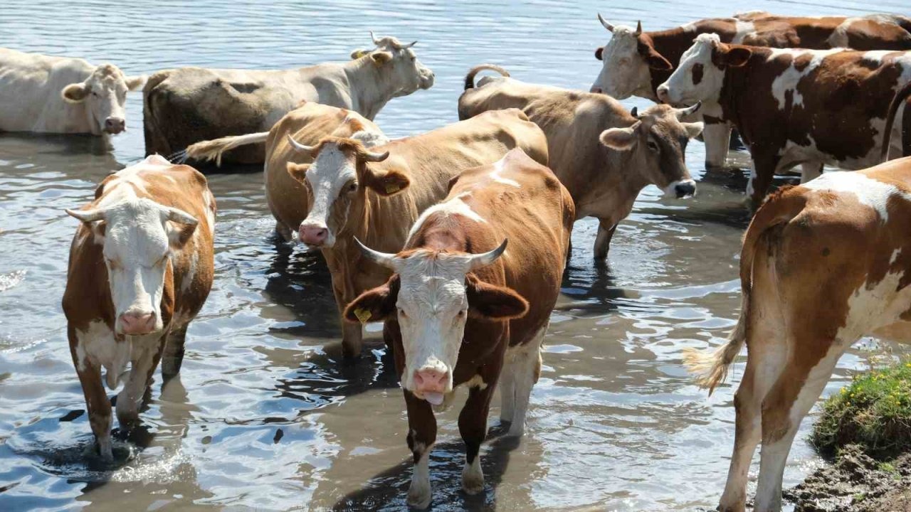 Türkiye'nin 2024 Hayvan Varlığı İstatistikleri Açıklandı: Büyükbaşta Artış, Küçükbaşta Denge