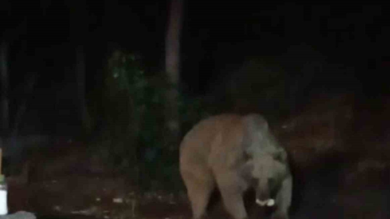 Bingöl'de Şantiye Misafiri: Ayı, İşçilerin Bıraktığı Yiyecekleri Afiyetle Yedi