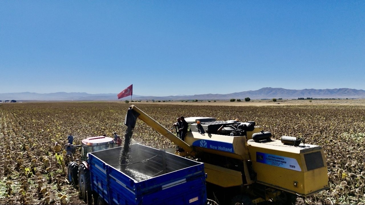 Ağrı Ekonomisine Ayçiçeğinden Rekor Katkı: Beklenen Gelir 758 Milyon TL