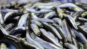 Balık Sezonu Açıldı: Uzmandan Kalp Sağlığı ve Kilo Kontrolü İçin Kritik Tavsiyeler