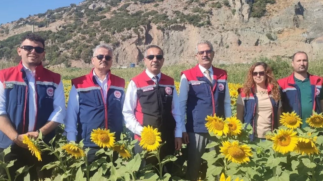 95 bin dekar alanda ayçiçeği ekiliyor