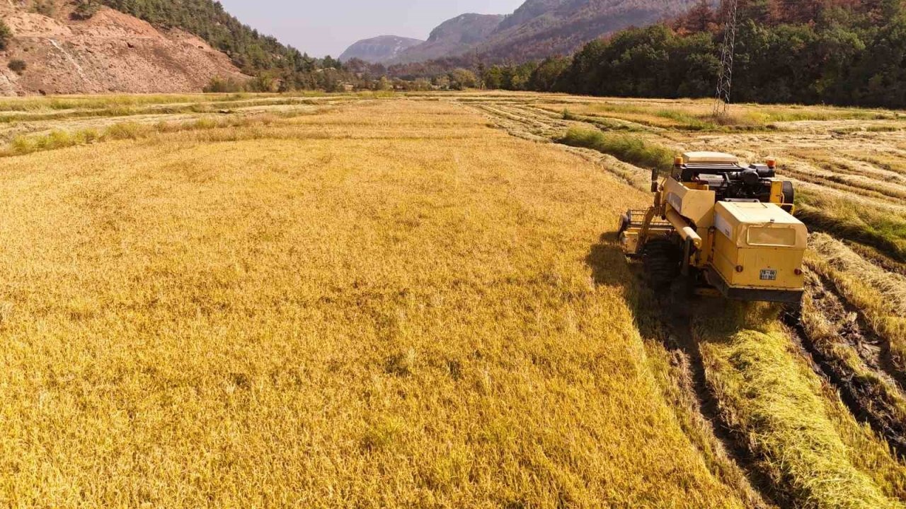 Karabük’te &quot;Beyaz Altın&quot; Çeltik Hasadı Başladı: Sıcaklar Verimi %40 Düşürdü