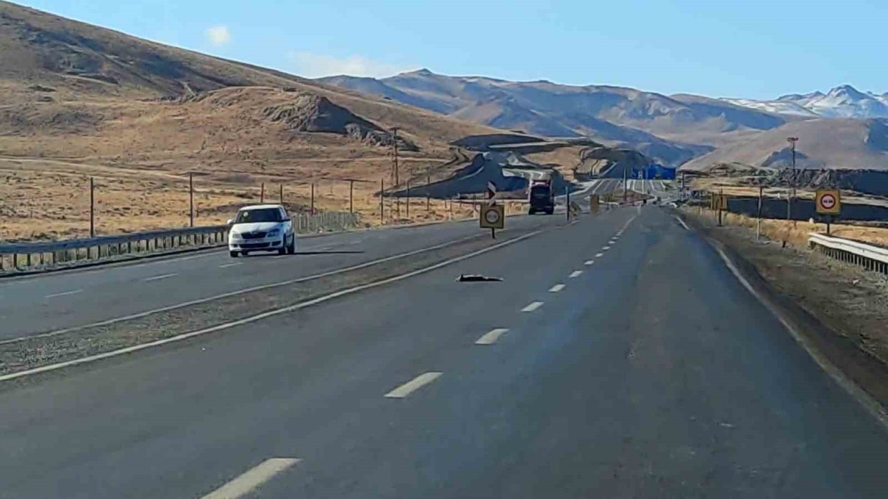 Van-Hakkari Karayolunda Acı Manzaralar: Yola İnen 4 Yaban Hayvanı Telef Oldu