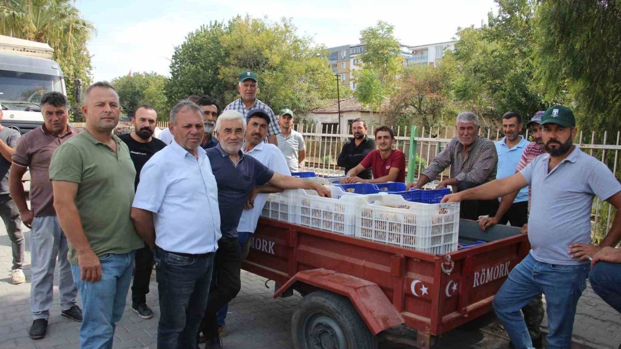 Tüccar Hilesi TARİŞ’te İncir Alımını Durdurdu: Üreticiler Mağduriyetin Çözülmesini İstiyor