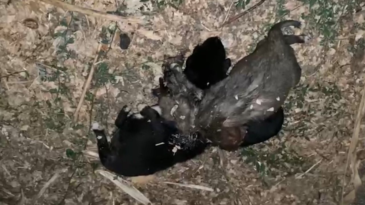 Tokat’ta Korkunç İddia: İple Bağlanmış Halde Bulunan Yavru Köpeklerin Ölüm Nedeni Açıklandı