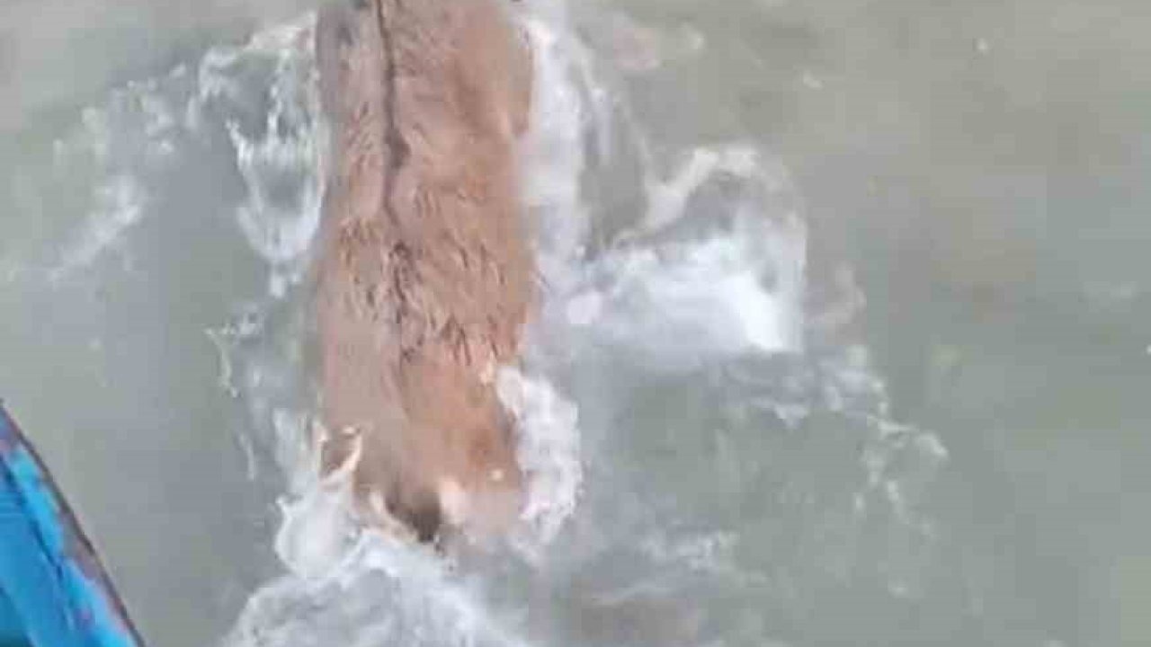 Elazığ'da Nefes Kesen Kurtarma Operasyonu: Kurtlardan Kaçan Dağ Keçisi Baraj Gölünden Kurtarıldı