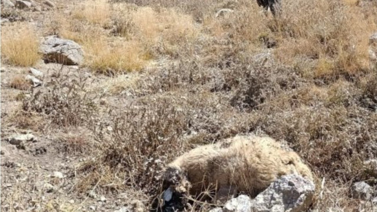 Van'da Kurt Saldırısı Paniği: Başkale'de 80 Koyun Telef Oldu